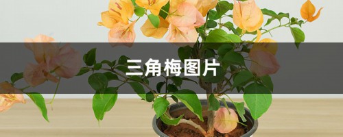 三角梅图片