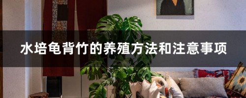 水培龟背竹的养殖方法和注意事项