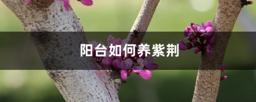 阳台如何养紫荆，需要注意什么