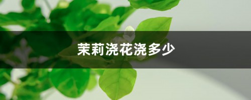 茉莉浇花浇多少