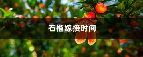 石榴嫁接时间