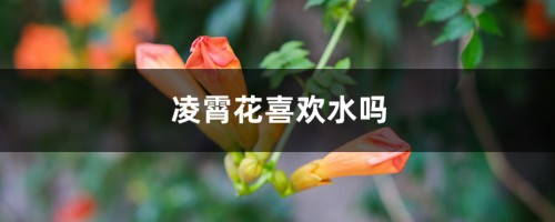 凌霄花喜欢水吗，喜欢太阳吗