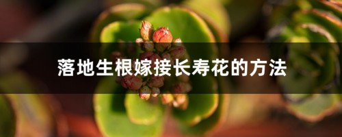 落地生根嫁接长寿花的方法