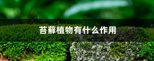 苔藓植物有什么作用