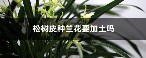 松树皮种兰花要加土吗，怎么处理