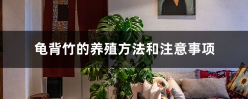 龟背竹的养殖方法和注意事项