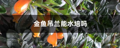 金鱼吊兰能水培吗