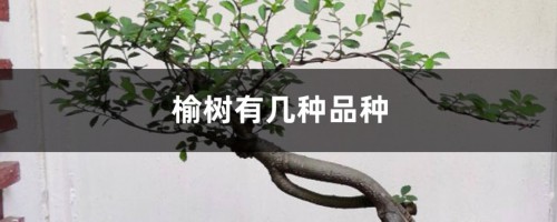 榆树有几种品种，哪个比较珍贵