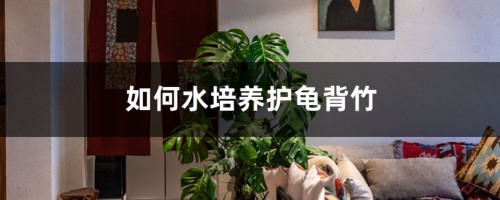 如何水培养护龟背竹