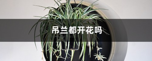 吊兰都开花吗