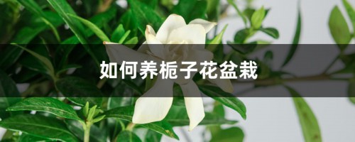 如何养栀子花盆栽