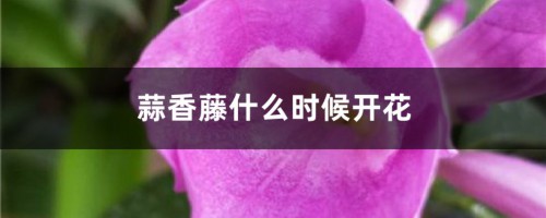 蒜香藤什么时候开花