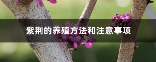 紫荆的养殖方法和注意事项