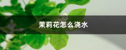 茉莉花怎么浇水？这样浇水花更香！