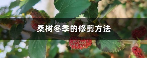 桑树冬季的修剪方法