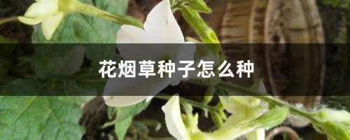 花烟草种子怎么种