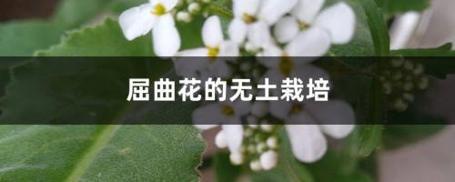 屈曲花的无土栽培