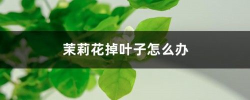 茉莉花掉叶子怎么办